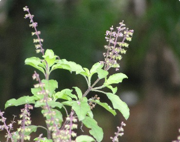 তুলসী